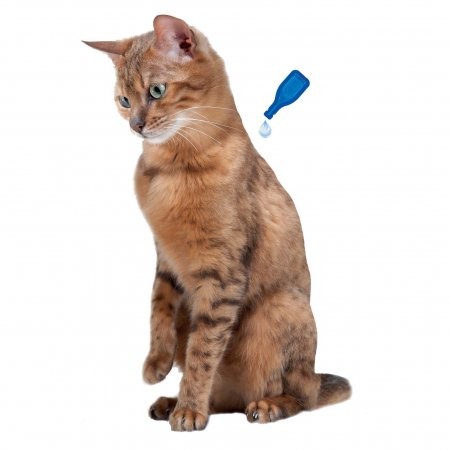 Pipettes calmantes pour chat