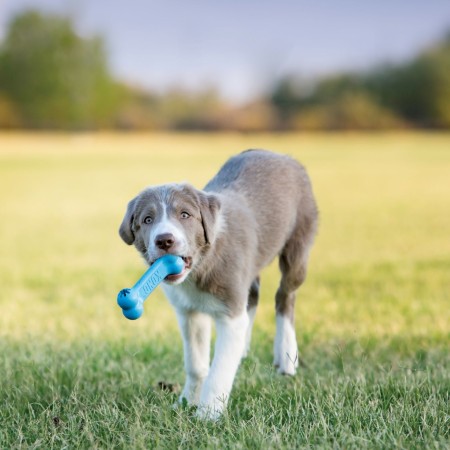 KONG Puppy Goodie Bone™