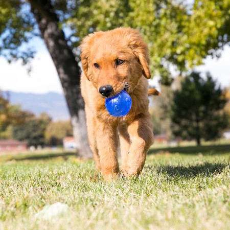 KONG Squeezz Crackle Ball L