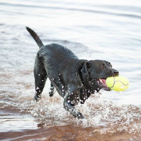 KONG Airdog® Squeaker Dumbbell