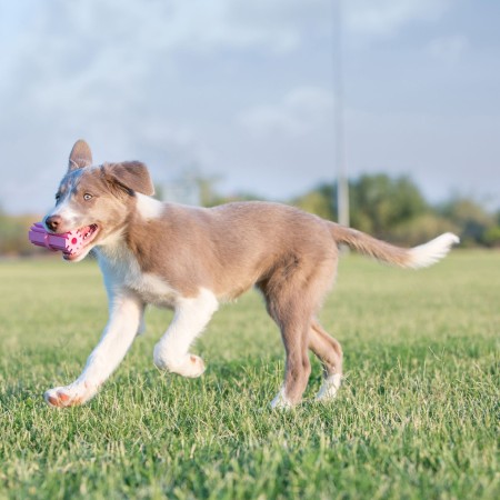 KONG Teething Stick™