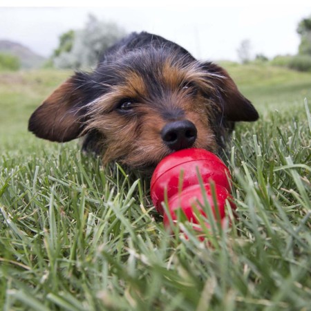 KONG Easy Treat™ Liver