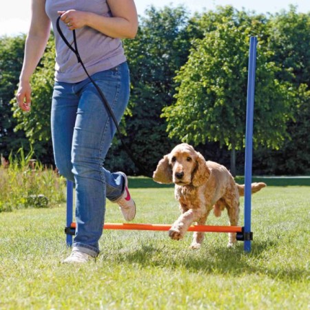 Obstacle Fun Agility