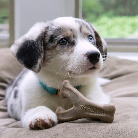 Benebone Bacon Puppy Wishbone - Jouet à Mâcher pour Chiots