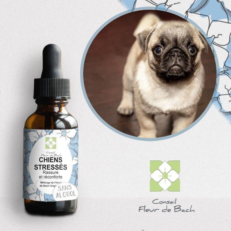 Fleurs de Bach pour Chien Stressé Sans Alcool - Apaisement Naturel 30 ml